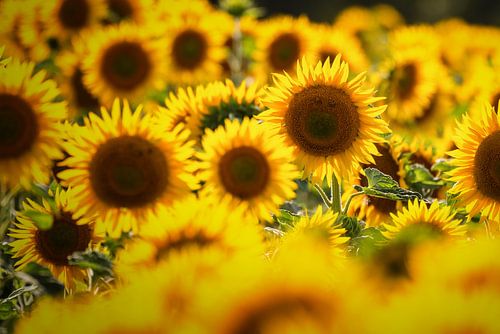 Le tournesol qui rit II sur Daniela Beyer