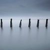 Paaltjes op de Waddenzee. van AGAMI Photo Agency