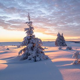 Gouden zonsopgang op de Feldberg van Anselm Ziegler Photography