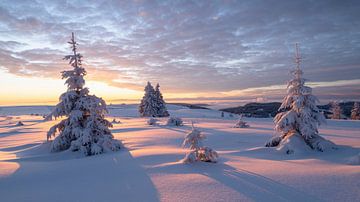Goldener Sonnenaufgang auf dem Feldberg von Anselm Ziegler Photography