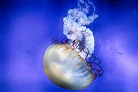 beautiful jellyfish