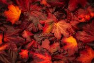 Pile of leaves by Bart Hendrix thumbnail