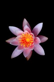 Beau nénuphar pittoresque