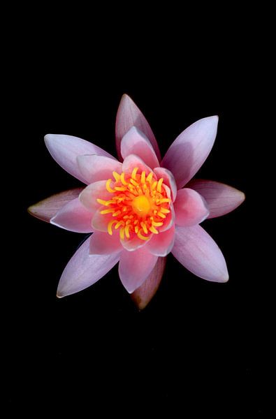 Picturesque beautiful water lily by Thomas Jäger