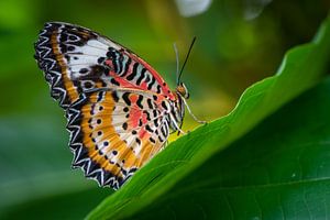 Nahaufnahme Schmetterling auf einem Blatt von Ron Jobing