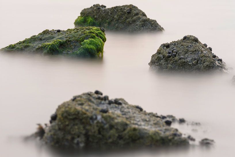 Zeewier groen 2 van Albert Wester Terschelling Photography
