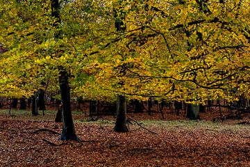 Herfst in het bos 3 van Fotomakerij
