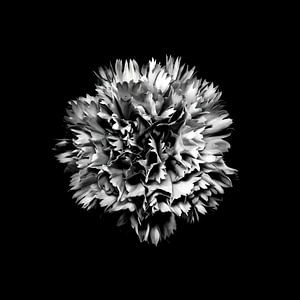 L'œillet photographié comme art floral