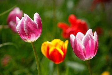 Bunt blühendeTulpen,  (Tulipa), Deutschland