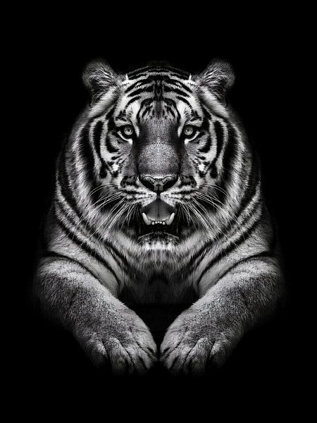 Tiger by Yoga Pranata