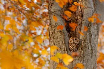 Tawny owl in Autumn forest