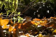 Uitgeknipt papieren muisje tussen de bladeren (Grote bosmuis, Apodemus sylvaticus) van Irene Cecile thumbnail