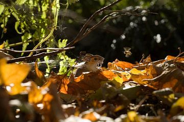 Uitgeknipt papieren muisje tussen de bladeren (Grote bosmuis, Apodemus sylvaticus)