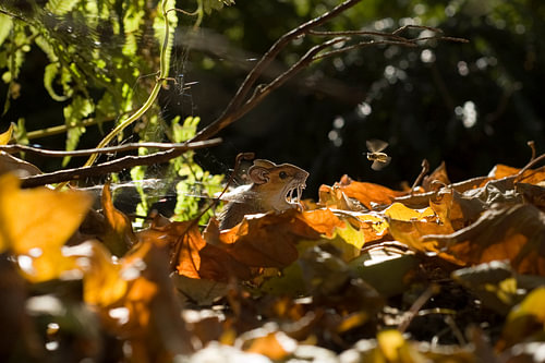 Cut-out paper mouse among leaves (Great forest mouse, Apodemus sylvaticus)