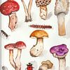 A watercolor drawing of several mushrooms by Tonny Verhulst