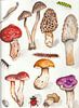 Een aquarel tekening van verschillende paddenstoelen van Tonny Verhulst thumbnail
