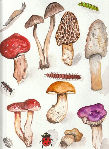 A watercolor drawing of several mushrooms