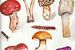Een aquarel tekening van verschillende paddenstoelen van Tonny Verhulst