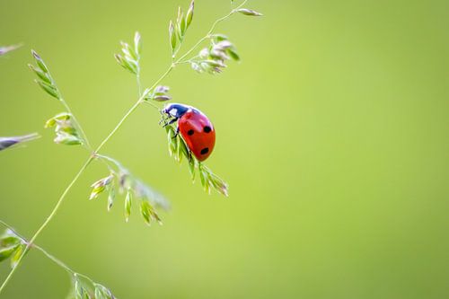 Klein lieveheersbeestje brengt geluk in huis