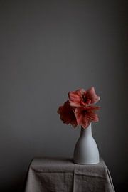 Still life flowering Amaryllis