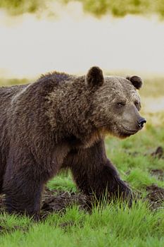 Braunbär auf einem Spaziergang durch die finnische Wildnis