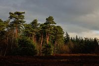 Landgoed de Eese