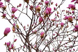 Bloeiende magnolia bloemen in de lente van Chihong