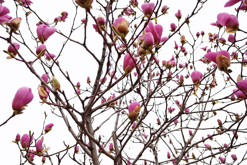 Magnolienblüten im Frühling von Chi