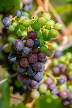 Bunch of mixed green and red grapes