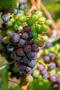 Tros gemengde groene en rode druiven van Jan van Broekhoven thumbnail
