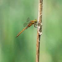 Libelle