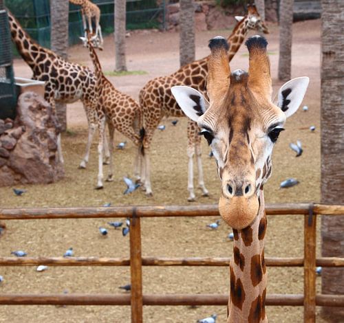 giraffe, zoo,