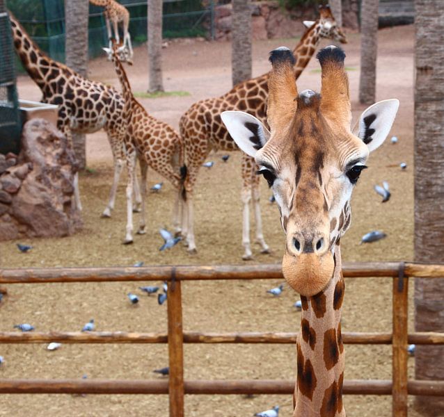 giraffe, zoo, by Eveline De keukelaere