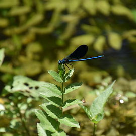 Woodland Damselfly by Erik Buitenhuis
