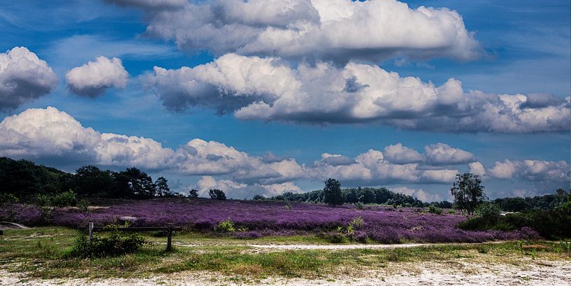 Heather in Bloom in Drente by Brian Morgan