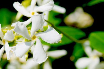 Jasmin blanc de Toscane à la lumière du soleil sur Ivonne Fuhren-van de Kerkhof