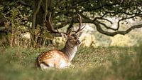 Fallow deer.