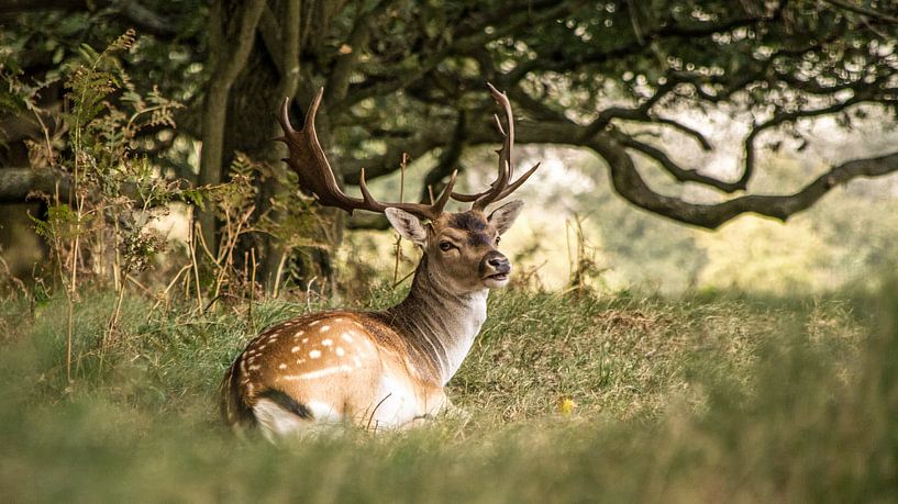 Damhirsch. von Robert Moeliker
