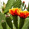 Vliegende bij op cactus van Stijn Cleynhens