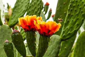 Vliegende bij op cactus van Stijn Cleynhens