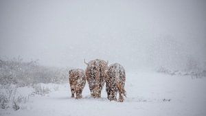 Schottische Highlander bei einem Spaziergang...