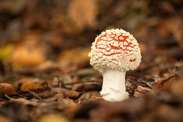 Fly agaric by Erik Veldkamp