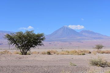 Atacama Desert View von Oscar Leemhuis