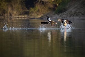 Kampf der Nilgänse von Silvio Schoisswohl