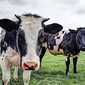 Cows in Pasture by Hendrik-Jan Kornelis