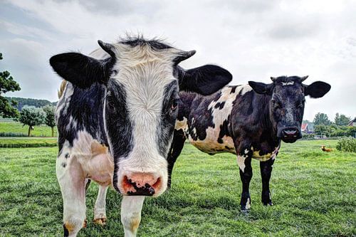 Vaches au pâturage