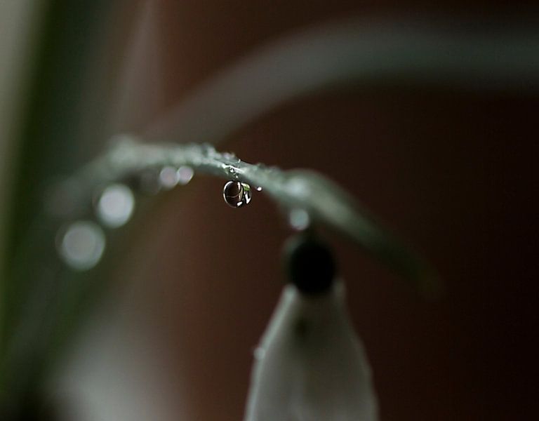 snowdrop by hetty'sfotografie
