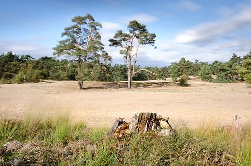Loonse en Drunense Duinen