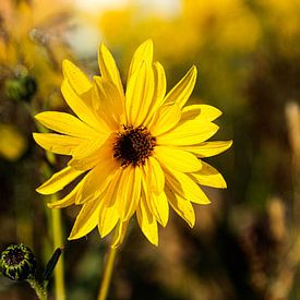 Stalende gele bloem van Bliek Fotografie