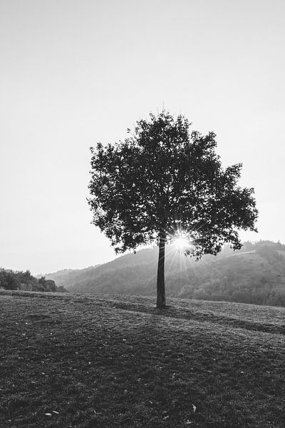 De eenzame boom (in zwart wit) van Merel Tuk